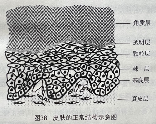 皮肤的正常结构 皮肤的正常结构