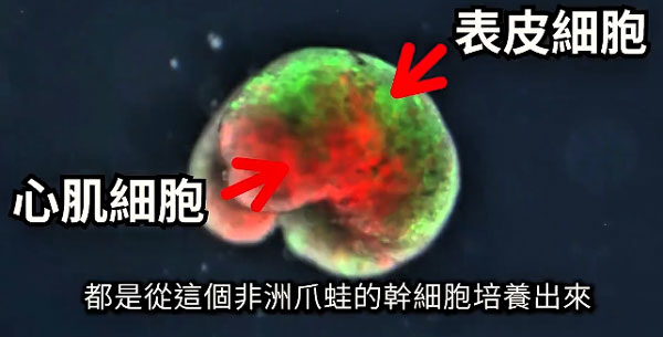 【视频】异种机器人